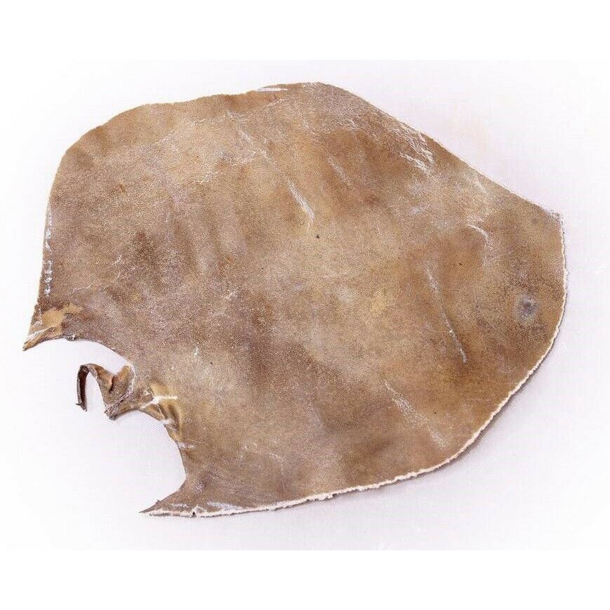 波斯通巴克鼓天然骆驼皮