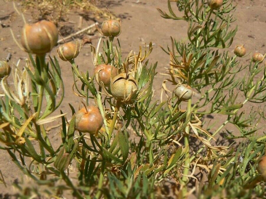 Espand（叙利亚藜 / Syrian Rue）– 500 克