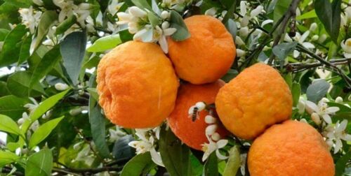 干酸橙花瓣 – 优质草本茶原料 800克