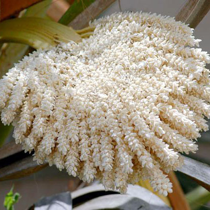 棕榈花粉 – 促进生育 – 250 克