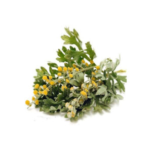 干艾草（Artemisia absinthium）– 600 克，高级草本苦味药材