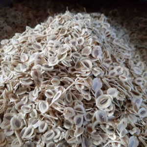 干西芹籽 – 600 克，高级烹饪香料