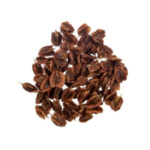 干大黄籽 – 750 克，高品质种植种子
