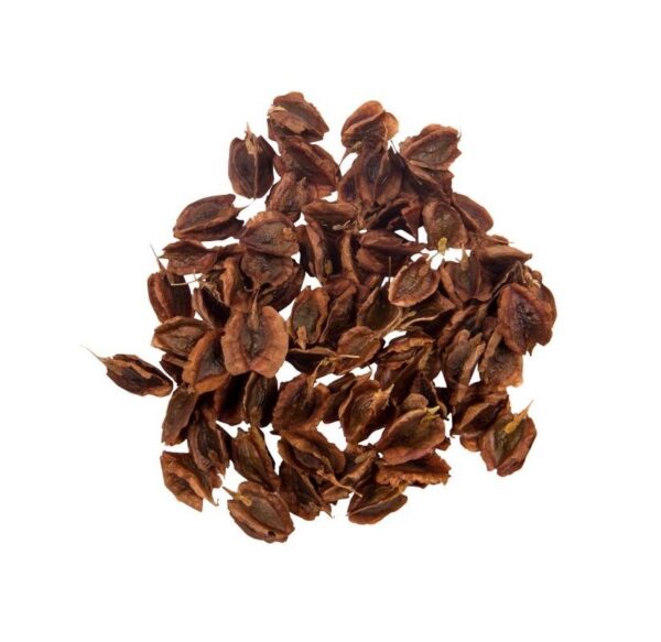 干大黄籽 – 750 克，高品质种植种子