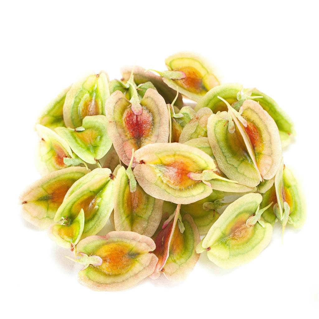 干大黄籽 – 750 克，高品质种植种子