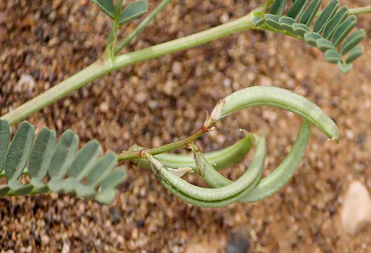 干黄芪果荚 / 多毛野豌豆 – 500克