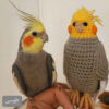 Thumbnail 3: 阿米igurumi 鸚鵡毛绒玩具 – 手工钩织鸟类玩偶 | 柔软迷人