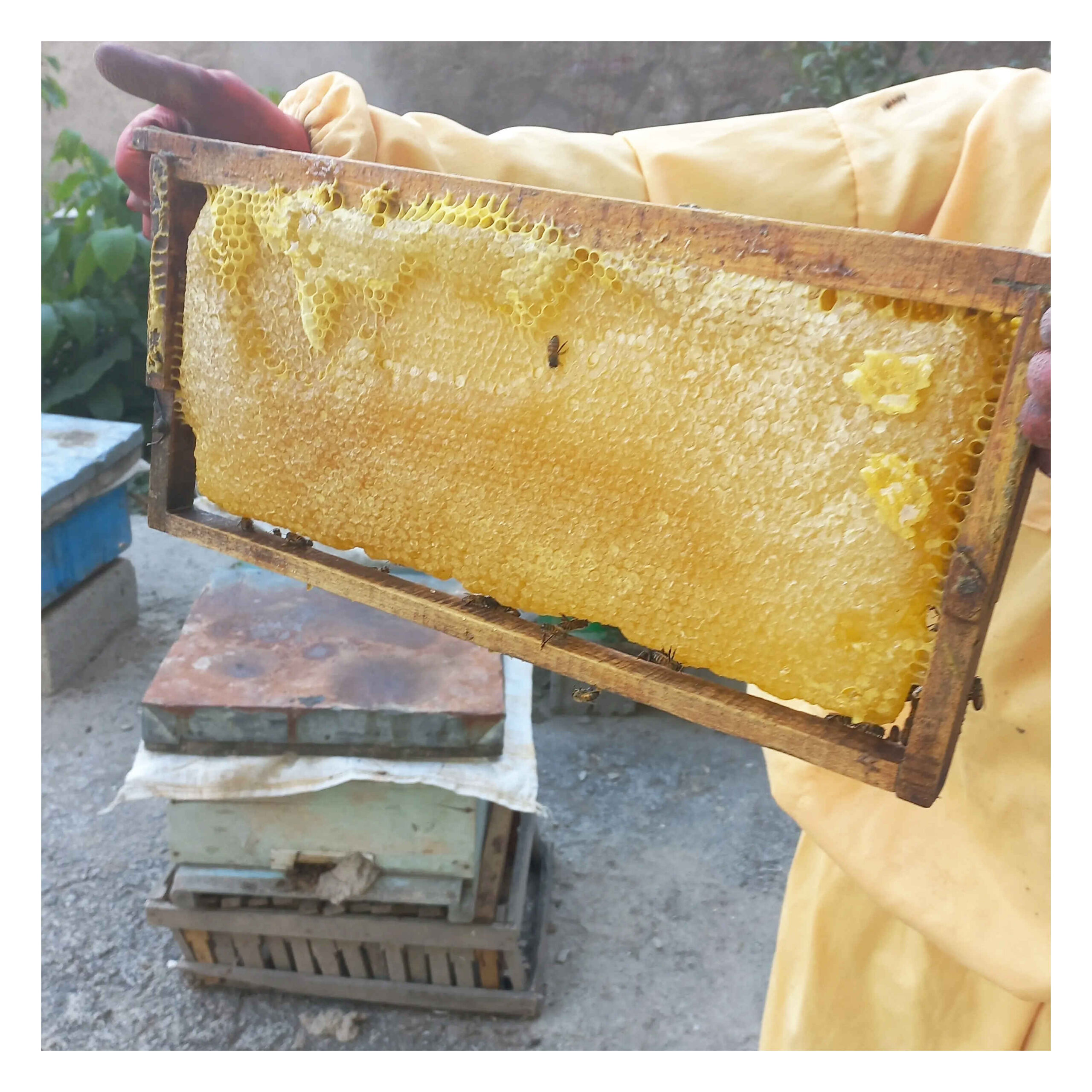 Main image of 伊朗萨巴兰蜂蜜 – 来自萨巴兰山的纯甜 (1000克)