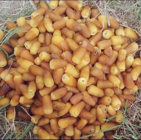 有机伊朗Al-Mehteri干枣 – 2000克