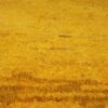 Thumbnail 5: 正宗波斯加贝羊毛地毯 手工编织 黄色