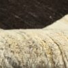 Thumbnail 8: 真正波斯加贝羊毛地毯 手工编织 奶油色与棕色