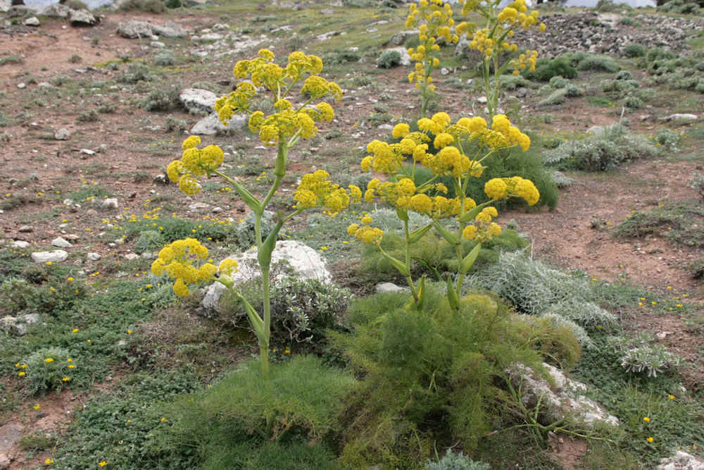 100%纯有机乳香树脂 – 天然树脂 100克