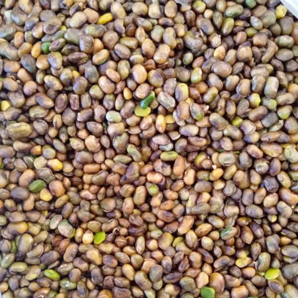 去壳库尔德开心果 – 野生山地开心果（Pistacia Atlantica），1000克