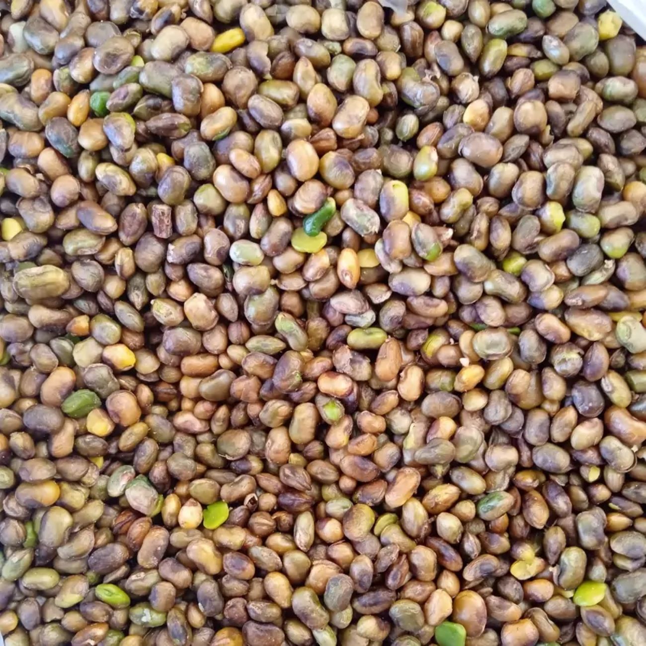 Main image of 去壳库尔德开心果 – 野生山地开心果（Pistacia Atlantica），1000克