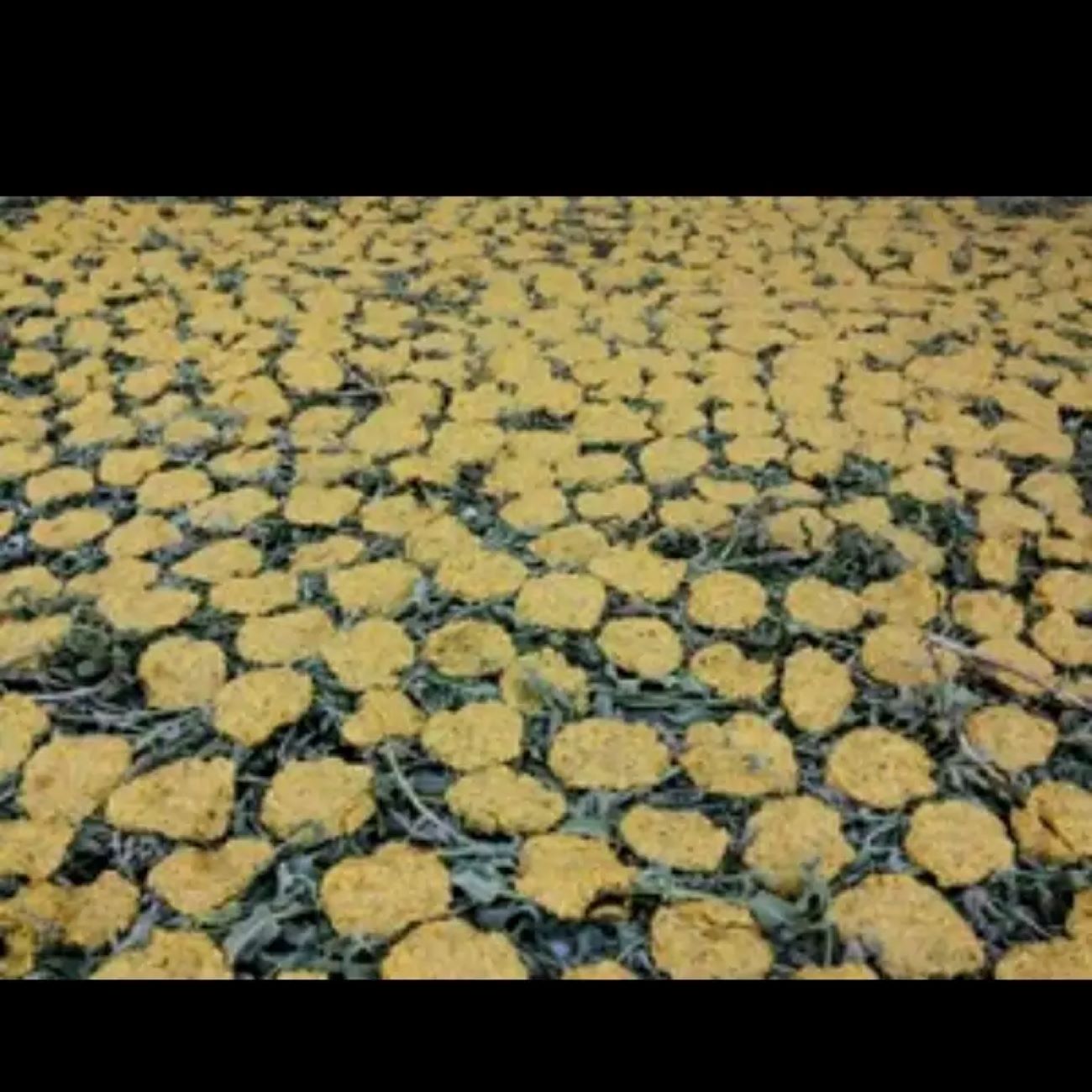 D克尔曼沙赫野薄荷本地干塔尔希纳 – 2000克